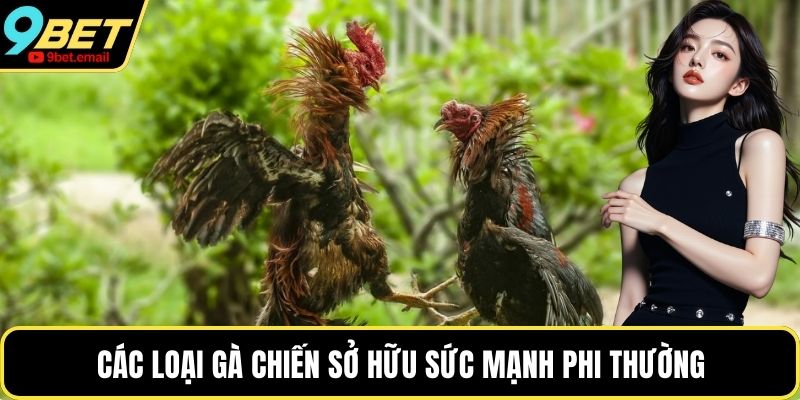 Các loại gà chiến sở hữu sức mạnh phi thường