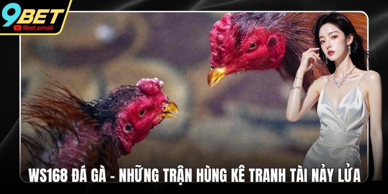 WS168 Đá Gà - Những Trận Hùng Kê Tranh Tài Nảy Lửa